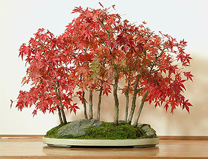 Клен дланевидный (Acer palmatum)