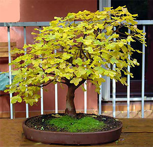 Клен монпелийский (Acer monspessulanum)