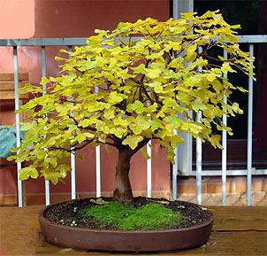   (Acer monspessulanum)