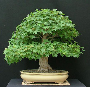 Клен трехлопастный (Acer buergerianum)