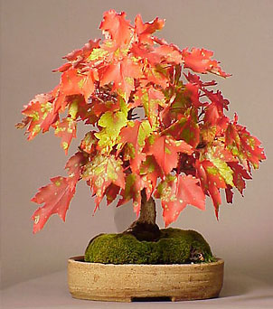   (Acer rubrum)