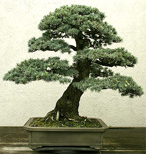   (Cedrus atlantica)