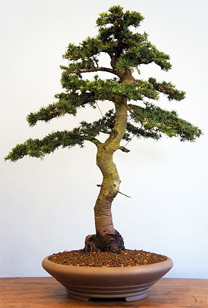   (Cedrus brevifolia)