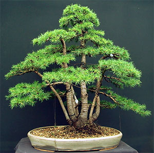   (Cedrus libani)