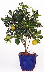 Апельсиновое дерево (Citrus sp.)