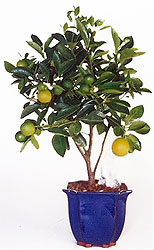   (Citrus sp.)