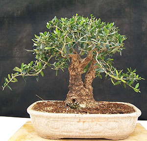   (Olea europaea)