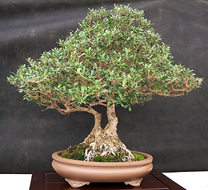 Оливковое дерево (Olea europaea)