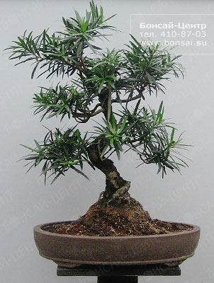 Бонсай - Подокарпус (Podocarpus makii)