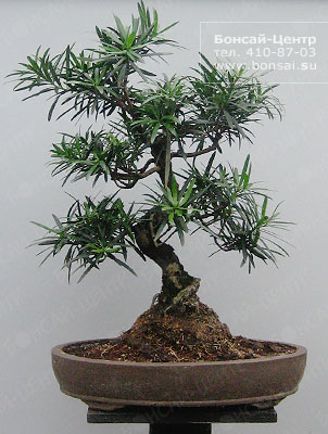  -  (Podocarpus makii)