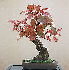   (Quercus rubra)