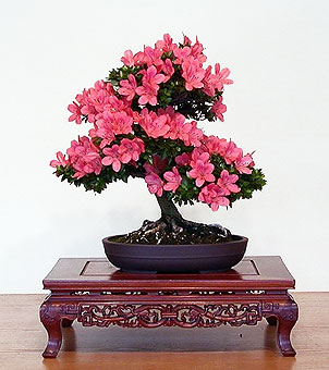 Бонсай - Азалия (Rhododendron simsii)