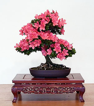  -  (Rhododendron simsii)