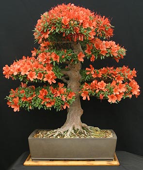  -  (Rhododendron simsii)