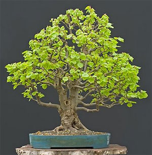  (Tilia platyphyllos)