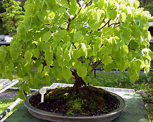  (Tilia cordata)