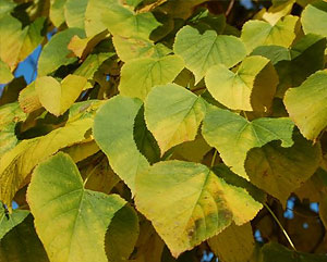  (Tilia americana)