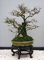 1-st Bonsai Exhibition in Moscow Bonsai-Center