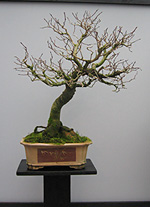 1-st Bonsai Exhibition in Moscow Bonsai-Center