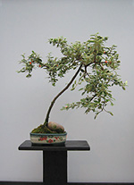 Bonsai