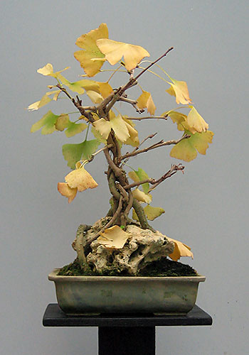  (Ginkgo biloba)