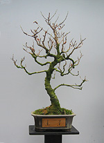 1-st Bonsai Exhibition in Moscow Bonsai-Center