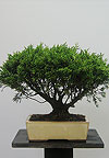 Бонсай - Можжевельник китайский (Juniperus chinensis)