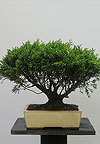  -   (Juniperus chinensis)