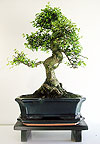 ������ - ��� ������������ (Ulmus parvifolia)