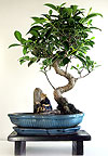  -  (Ficus retusa)