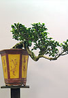 Бонсай - Фикус ретуза (Ficus retusa)
