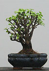  -   (Portulacaria afra)