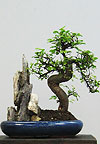 Бонсай - Вяз мелколистный (Ulmus parvifolia)