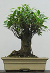  -   (Ficus retusa)