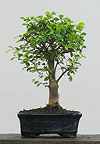  -   (Zelkova)