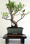  -  (Ficus retusa)