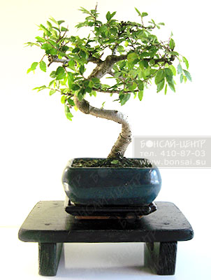  -   (Ulmus parvifolia)
