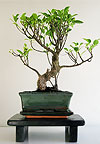  -  (Ficus retusa)