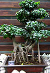 Бонсай - Фикус ретуза (Ficus retusa)
