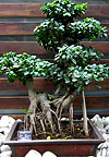  -   (Ficus retusa)