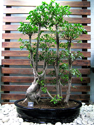 -   (Ficus retusa)