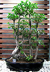  -   (Ficus retusa)