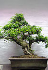 Бонсай - Вяз мелколистный (Ulmus parvifolia)