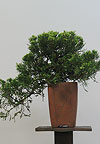  -   (Juniperus chinensis)