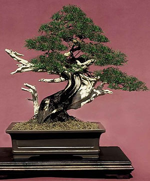 Juniperus pfitzeriana aurea -   