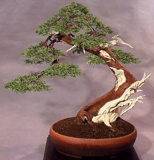 Juniperus pfitzeriana -   