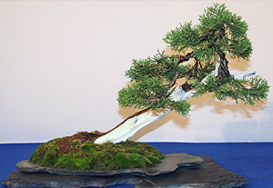 Juniperus pfitzeriana