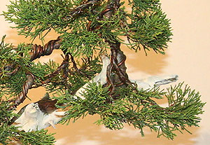 Juniperus pfitzeriana -  