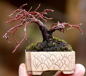 Salix acutifolia, Willow (������� �����)