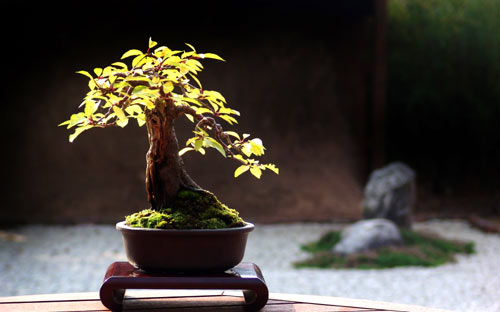  - Prunus, Danish Cherry ()